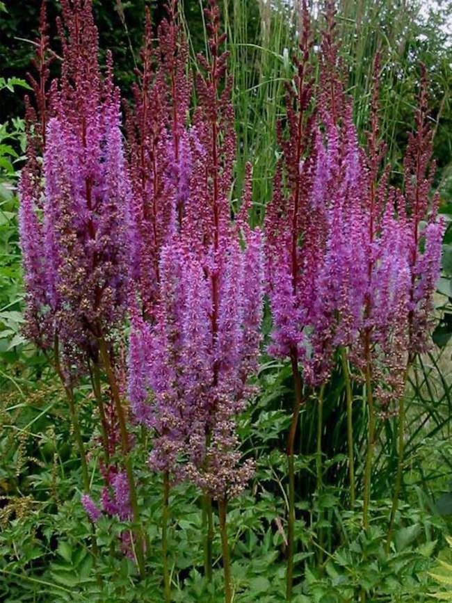 Astilbe Purple Candles