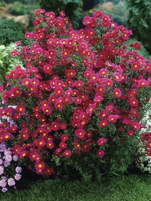Link to Aster Crimson Brocade