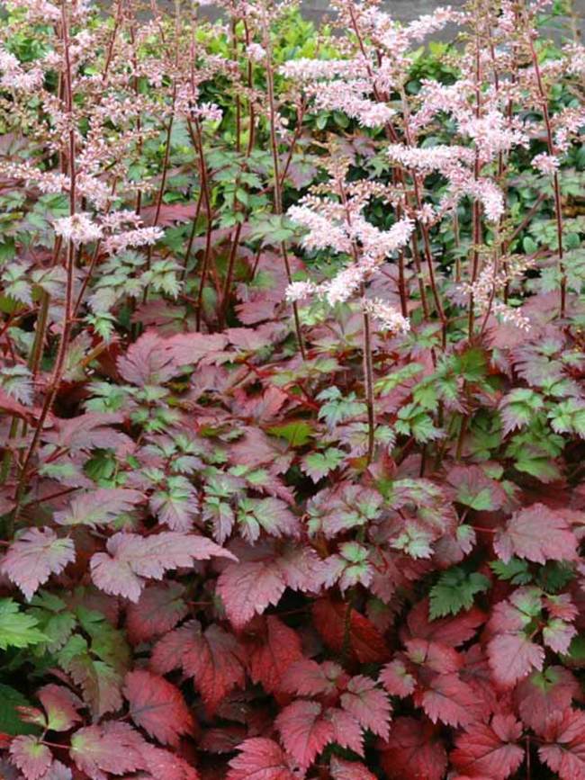 Astilbe Color Flash