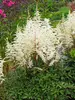 Astilbe Cappuccino