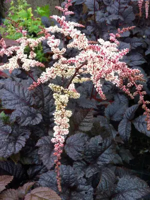 Link to Astilbe Chocolate Shogun