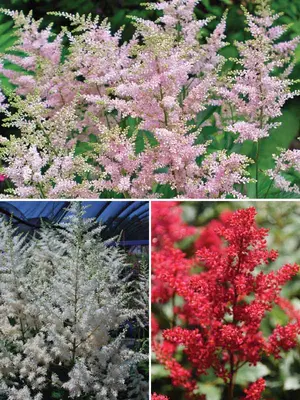 Link to Astilbe Collection