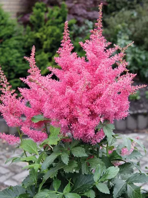 Link to Astilbe Drum And Bass