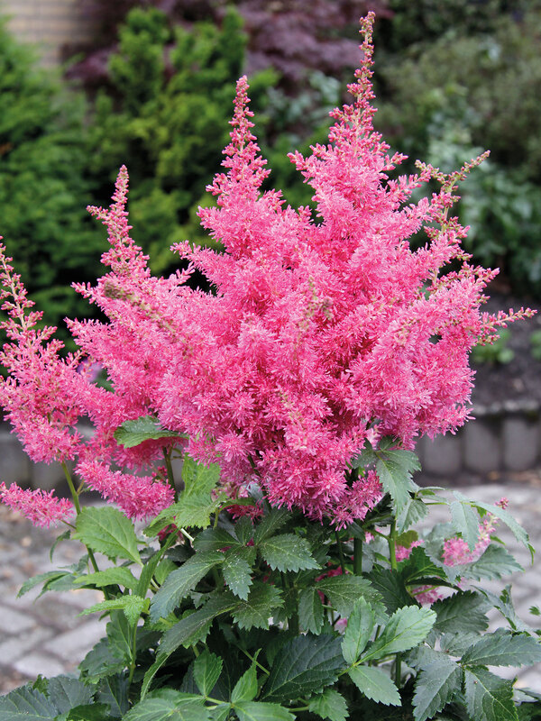 Astilbe Drum And Bass