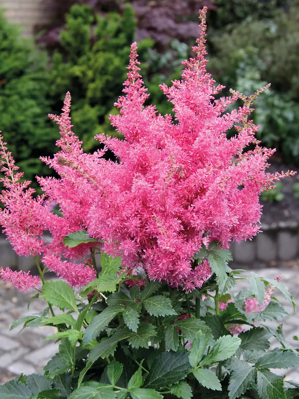 Astilbe Drum And Bass