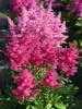 Astilbe Drum And Bass