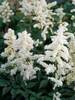 Astilbe Deutschland