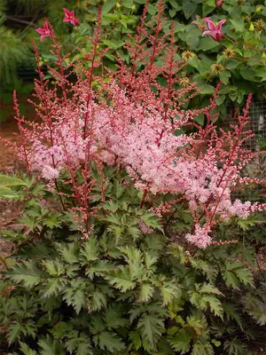 Link to Astilbe Delft Lace