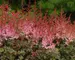 Astilbe Delft Lace