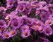 Aster Pink-Dome