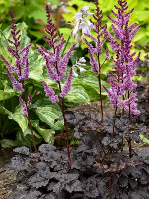 Link to Astilbe Dark Side of the Moon