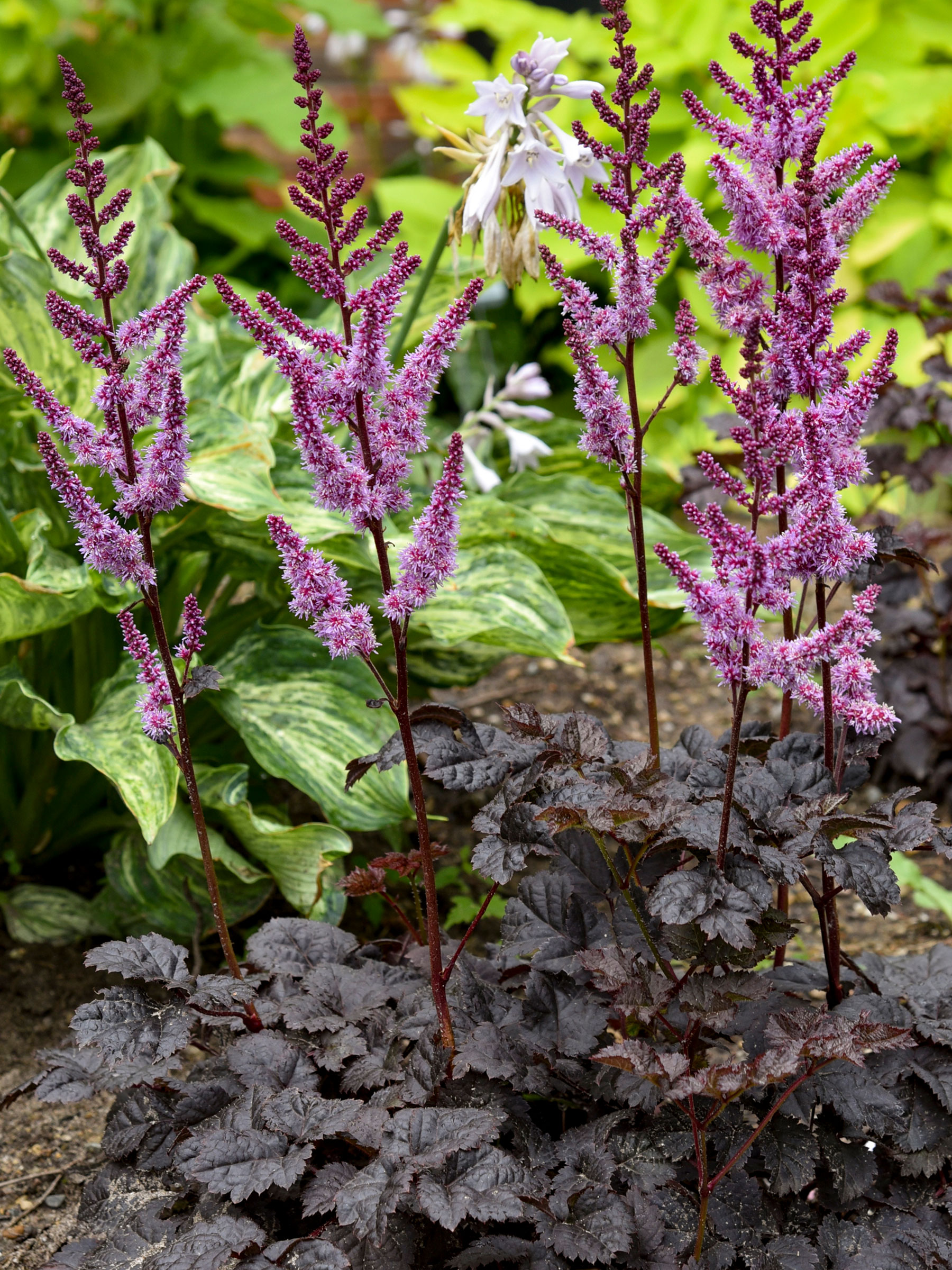 Astilbe Dark Side of the Moon | Bluestone Perennials
