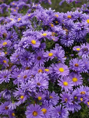 Link to Aster Eventide