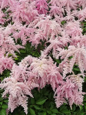 Link to Astilbe Fireworks Pink