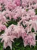 Astilbe Fireworks Pink