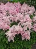Astilbe Fireworks Pink