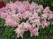 Astilbe Fireworks Pink