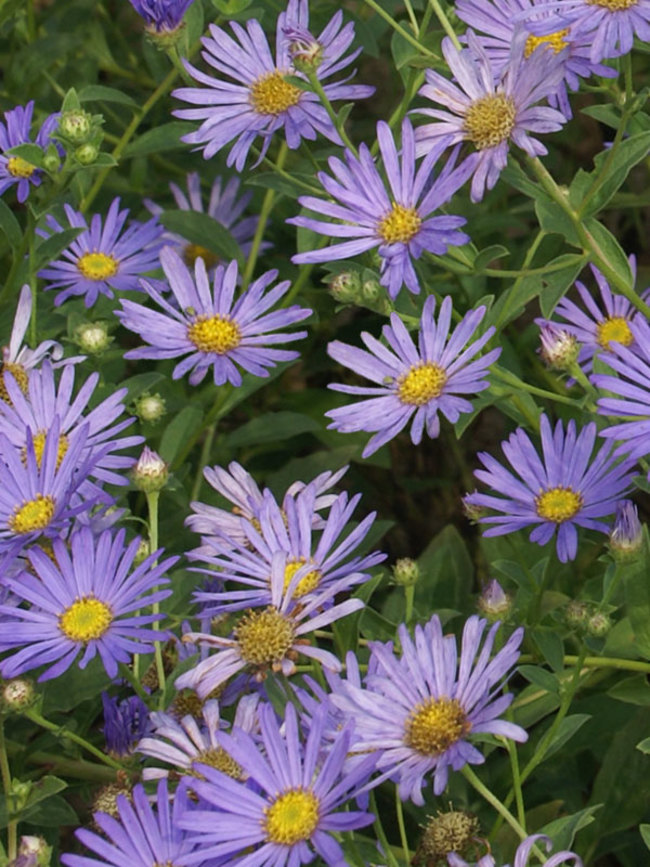 Aster Frikartii