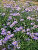 Aster Frikartii