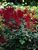 Astilbe Glow