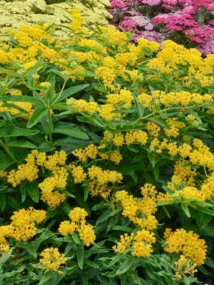 Link to Asclepias Hello Yellow