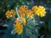 Asclepias Hello Yellow