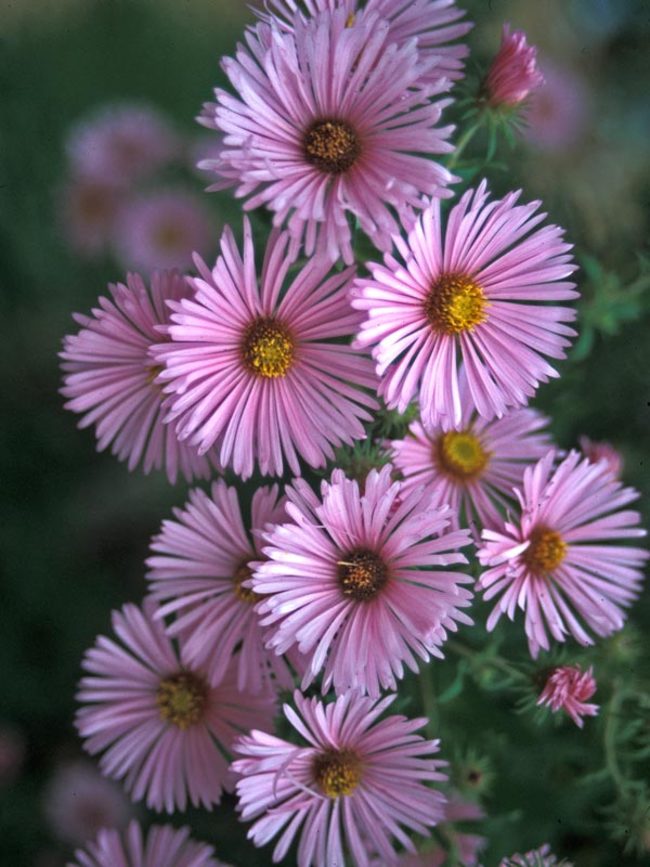 Aster Harringtons-Pink