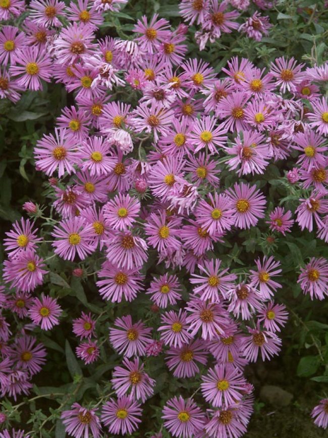 Aster Honeysong-Pink