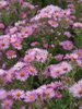 Aster Honeysong-Pink