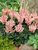 Astilbe Lilliput