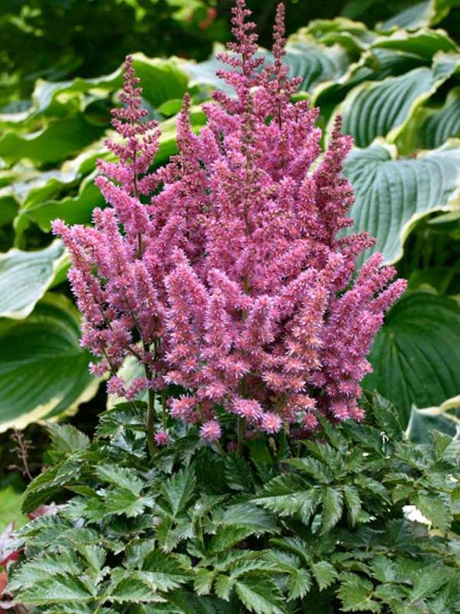 Astilbe Little Vision in Pink