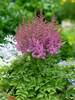 Astilbe Little Vision in Pink