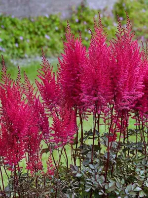 Link to Astilbe Mighty Chocolate Cherry