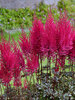Astilbe Mighty Chocolate Cherry