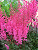 Astilbe Mighty Chocolate Cherry