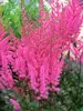 Astilbe Mighty Chocolate Cherry