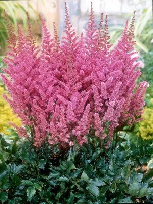 Link to Astilbe Maggie Daley