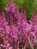 Astilbe Maggie Daley