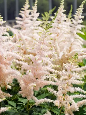 Link to Astilbe Milk and Honey