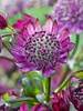 Astrantia Midnight Owl