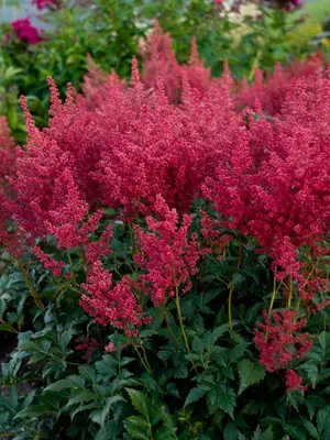Link to Astilbe Montgomery
