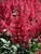 Astilbe Montgomery