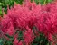Astilbe Montgomery