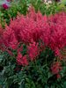 Astilbe Montgomery