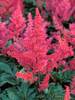 Astilbe Montgomery