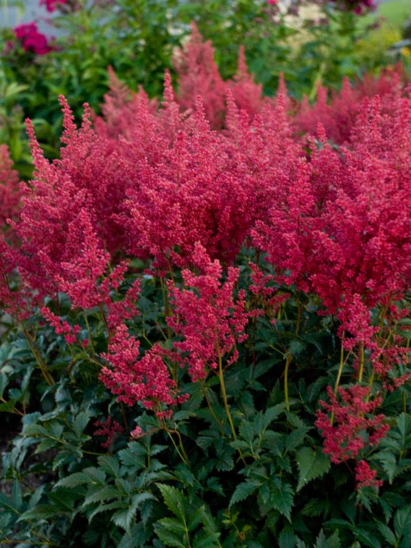トップス Astilbe Top The Toe Astilbe Montgomery | Bluestone Perennials