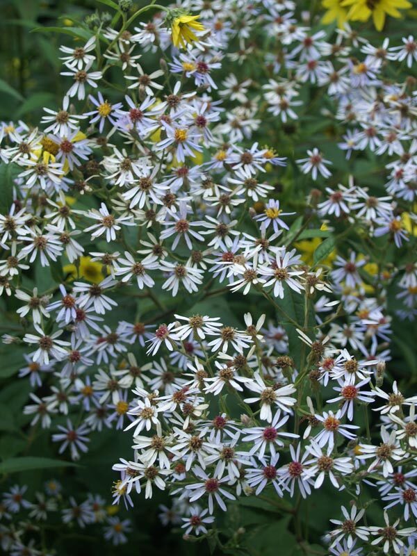 Aster Macrophyllus