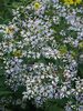 Aster Macrophyllus