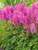Astilbe Nemo