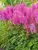 Astilbe Nemo